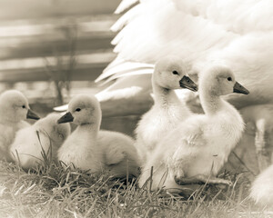 baby swans in black and white