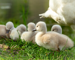 young swan with swipes in the grass