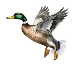 Obraz premium Flying ducks isolated on a white background. Hand drawn watercolor illustration.