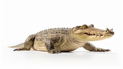 Tuinposter Crocodile isolated on white background © Black