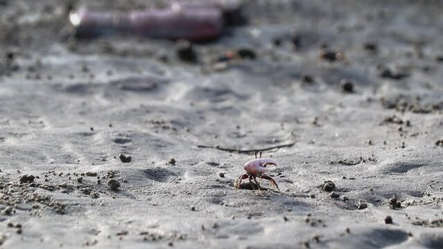 male fiddler crab waving its bigger claw to attract female for mating on muddy sea beach of mangrove forest.