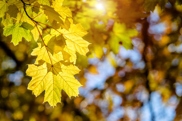Fototapeta premium Autumn background-yellow maple leaves in the city Park 