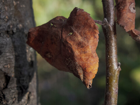 close up photograph of a dry leaf on a tree