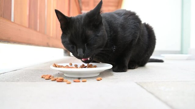 gatto che mangia 