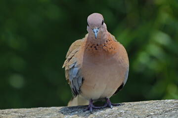 laughing dove sitting 