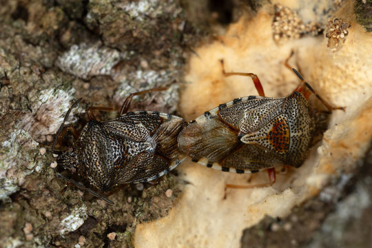 Shield bugs, Elasmucha fieberi mating on bark, macro photo