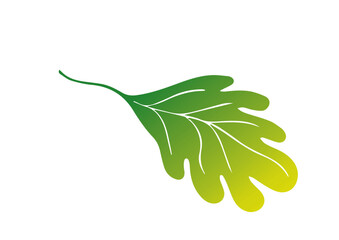 vector colorful leaf, tree leaf, branch drawing designs
