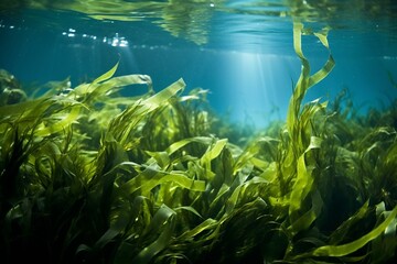 Fototapeta na wymiar A detailed explanation of the fucus seaweed. Generative AI
