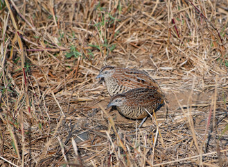 Pair of button quail in the grass