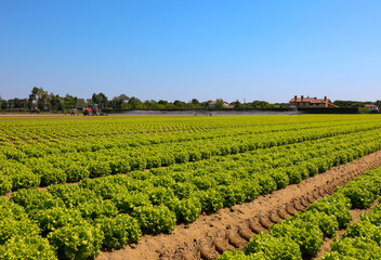field cultivated with lettuce with organic techniques without harmful chemicals and fertile soil