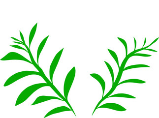 Green two eucalyptus plants isolated on white background. Hand drawn minimalist vector design.