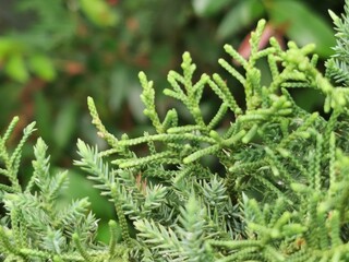 Green leaves of pine tree or cypress tree in the park blurred background. Selective focus.