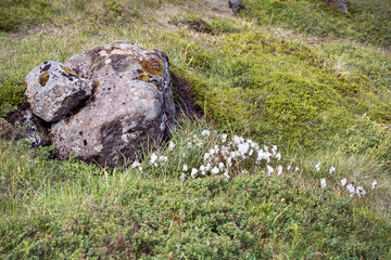 common white cotton sedge Eriophorum angustifolium next to a lichen covered boulder surrounded by thick tundra vegetation in the Westfjords region of Iceland