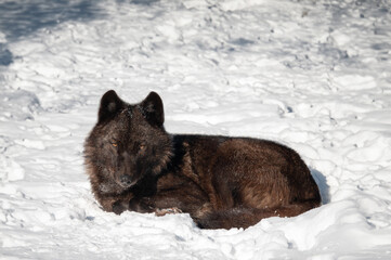 canadian wolves lying on snow