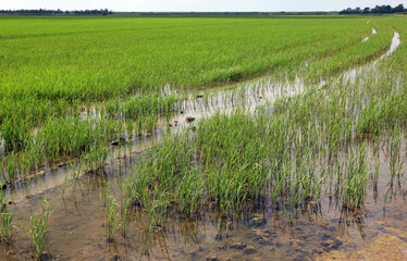 wet paddy field soil for growing rice plant is always submerged in water