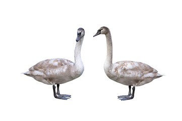 two young white swan isolated on white background