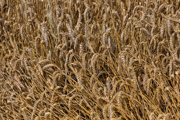 background of ears of ripe wheat ready to be harvested by the farmer