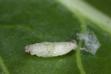 Ichneumonid Wasp pupa on a green leaf.
