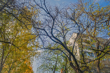 Trees with yellow leaves on an autumn day