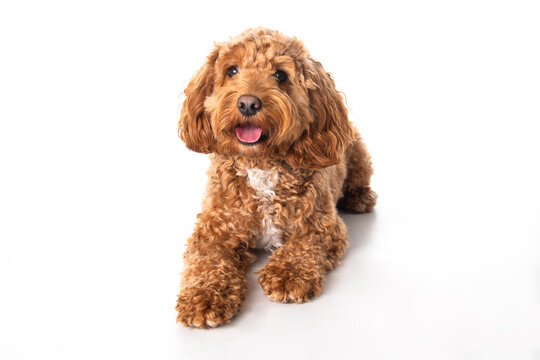Cockapoo 