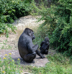 The mountain gorilla (Gorilla beringei beringei) is a subspecies of eastern gorilla. This is the second largest primate in the world