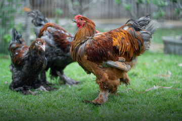 Naklejka na ściany i meble Brahma Chicken Brahma Light color Brahma Gold color BraHma Bluegold Color Brahma In The Garden Brahma is beautiful