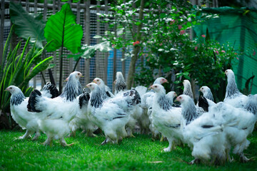 Brahma Chicken Brahma Light color Brahma Gold color BraHma Bluegold Color Brahma In The Garden Brahma is beautiful