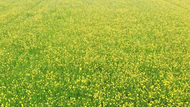 Gelb bl&uuml;hende Wildblumen auf dem Feld, Wiesen-Bocksbart, Tragopogon pratensis, Drohnenperspektive