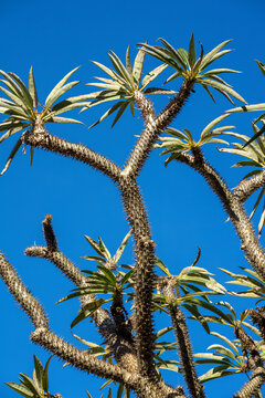 Spiky branches of a Madagascar palm (pachypodium lamerei) silhouetted against a blue sky