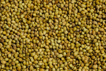 Background or platter of dry coriander seeds in macro view