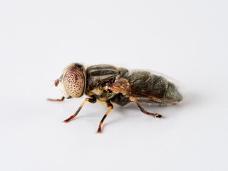 Common Lagoon Fly. Eristalinus aeneus.