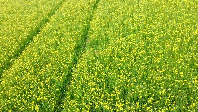 Gelb blühende Wildblumen auf dem Feld, Wiesen-Bocksbart, Tragopogon pratensis, Drohnenperspektive