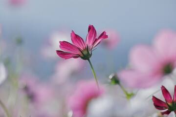 Fototapeta premium 満開のコスモス