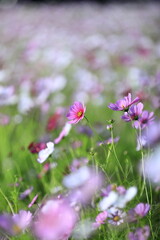 満開のコスモス