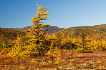 Fototapeta premium Yellowed autumn larches against the backdrop of mountains. Beautiful autumn landscape. Amazing northern nature of the Magadan region and Siberia. Travels and hikes in the Far East of Russia.