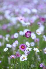 満開のコスモス