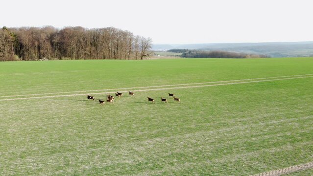 Herde wilder Europäischer Mufflons auf einem Acker, Ovis gmelini musimon, Drohnenperspektive