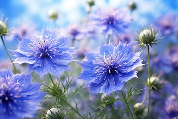 flowers on a meadow