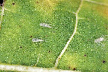 Eupteryx atropunctata Leafhoppers (moulting skins) on a sunflower leaf.