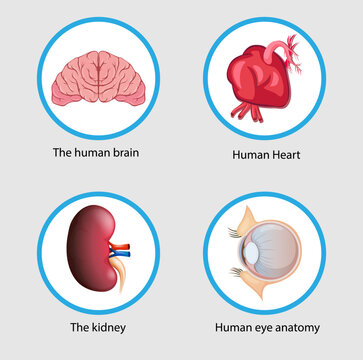 human heart, human brain, human kidney, human eye anatomy