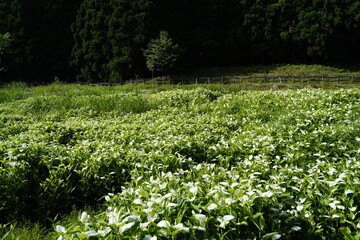 奈良県景観資産　岡田の谷の半夏生園　夏雲