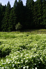 奈良県景観資産　岡田の谷の半夏生園　夏雲