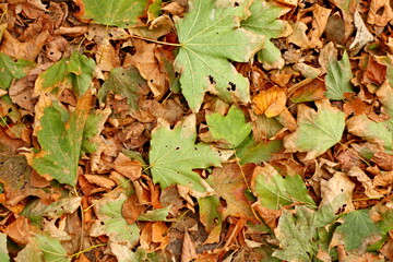 texture of autumn leaves background