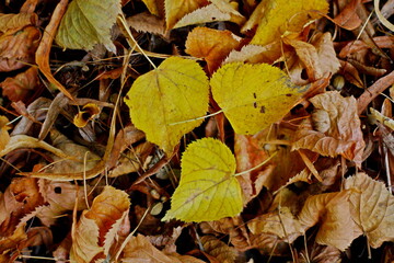 texture of autumn leaves background