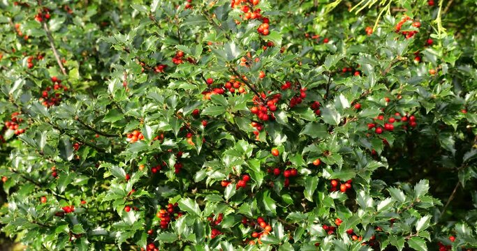 Ilex or holly, evergreen shrubs. Ilex aquifolium, the common European holly used in Christmas decorations and cards.