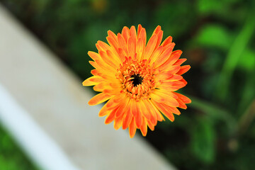 Selective Focus single orange  Gerbera flowers in the garden. Beautiful flower texture backdrop...