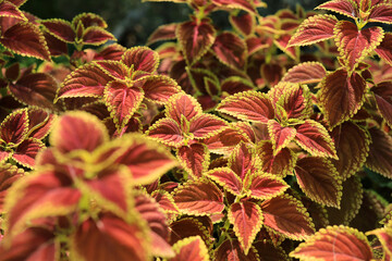 Abstract Closeup of Coleus , Painted Nettle or Plectranthus scutellarioides is Red and orange color leaf Plant in the Garden Thailand 