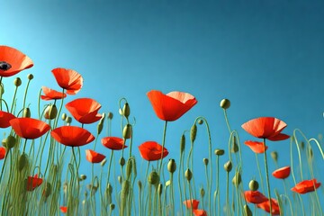 Obraz premium poppies on sky