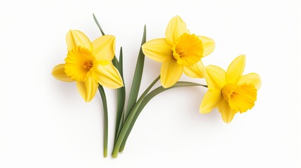Fototapeta na wymiar Closeup of wild narcissus daffodil isolated on white backdrop, gorgeous spring flowers