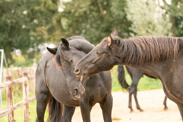 Fototapeta premium Two black gelding horses playing biting rearing in paddock paradise track system
